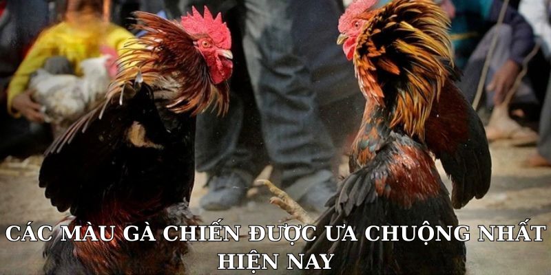 Các màu gà chiến được ưa chuộng nhất hiện nay