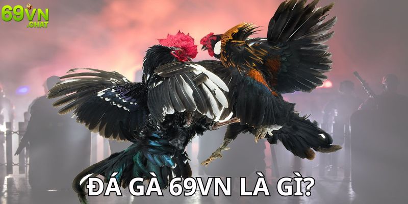 Đá Gà 69VN Là Gì? Tại Sao Nên Chọn 69VN?