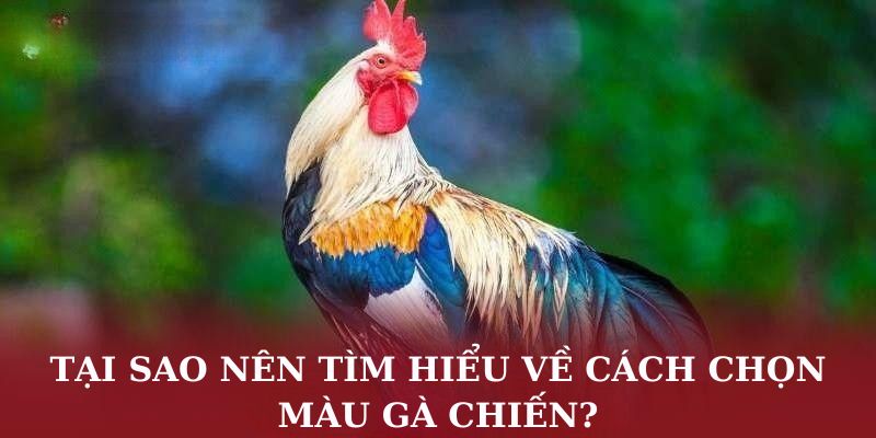 Tại sao nên tìm hiểu về cách chọn màu gà chiến?