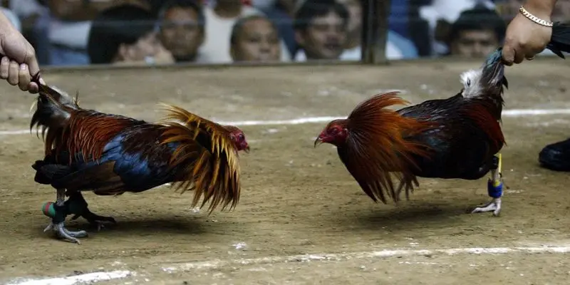 Tổng quan về sảnh cược AOG đá gà trực tuyến