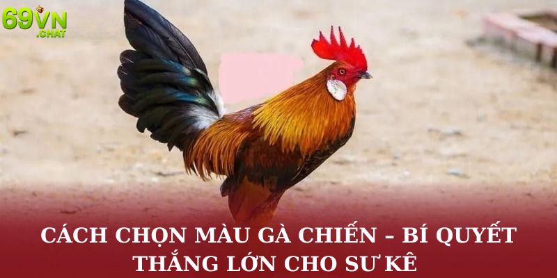 Cách Chọn Màu Gà Chiến – Bí Quyết Thắng Lớn Cho Sư Kê